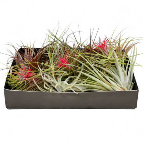 Lot de 25 Tillandsia Mix +++