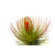 Tillandsia Andreana