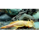 Ancistrus sp. Gold/Albinos 4-6 cm (Elevage Europe)