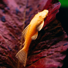 Ancistrus sp. Gold/Albinos 4-6 cm (Elevage Europe)