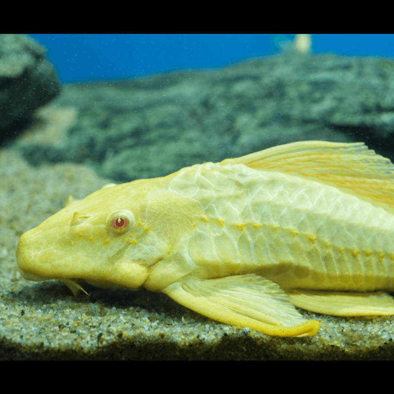 Pterygoplichthys gibbiceps Albinos Pléco léopard albinos 3040cm Aquaplante