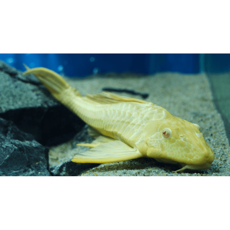 Pterygoplichthys gibbiceps Albinos Pléco léopard albinos 3040cm Aquaplante
