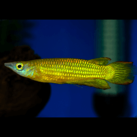 Aplocheilus lineatus Gold