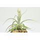 Tillandsia Lepidosepala