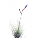 Tillandsia Argentea