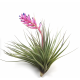 Tillandsia Stricta