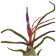 Tillandsia Bulbosa