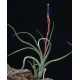 Tillandsia Baileyi