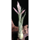 Tillandsia Ariza-Juliae