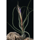 Tillandsia Butzii