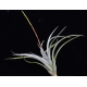 Tillandsia Fresnelloides