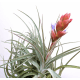 Tillandsia Gardneri