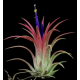 Tillandsia Ionantha Red