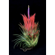 Tillandsia Ionantha Rubra