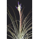 Tillandsia juncea