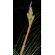 Tillandsia Juncifolia