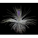 Tillandsia Magnusiana