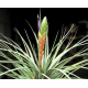 Tillandsia Melanocrater