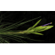 Tillandsia Melanocrater