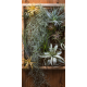 Lot de 12 Tillandsia Exclusive  Luxe Mix