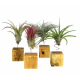 Lot de 12 Tillandsia Exclusive  Luxe Mix