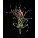 Tillandsia Pruinosa