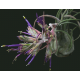 Tillandsia Seleriana