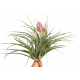 Tillandsia Silver