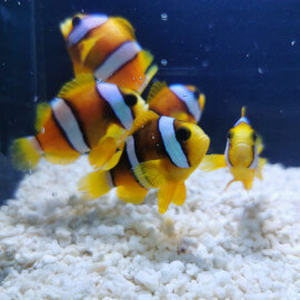 Amphiprion clarkii - Poisson-clown de Clark S-M Elevage France AU COEUR DU POISSON