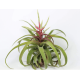 Tillandsia Streptophylla