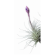 Tillandsia Tectorum