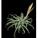 tillandsia xerographica