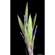 tillandsia xerographica