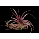 Tillandsia Abdita