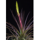 Tillandsia Melanocrater Rouge