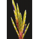 Tillandsia Melanocrater Rouge