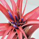 Tillandsia Multiflora rouge