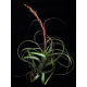 Tillandsia Balbisiana