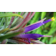 Tillandsia Ionantha green