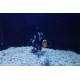 Amphiprion ocellaris S Elevage France AU COEUR DU POISSON