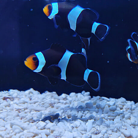 Amphiprion ocellaris S Elevage France AU COEUR DU POISSON