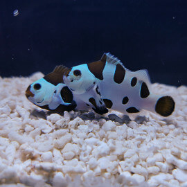 Amphiprion ocellaris S Elevage France AU COEUR DU POISSON