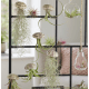Tillandsia Silver