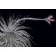 Tillandsia Tectorum