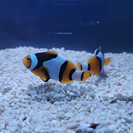 Amphiprion percula Onyx M Elevage France AU COEUR DU POISSON