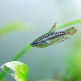 Trichopsis pumila - Gourami grogneur nain (Elevage Thaïlande)