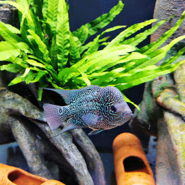Cichlasoma sp. Flowerhorn mâle 10-12cm