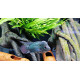 Cichlasoma sp. Flowerhorn mâle 10-12cm