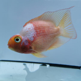 cichlasoma sp. red and white Parrot - Cichlidé perroquet 10-12cm Wysiwyg156