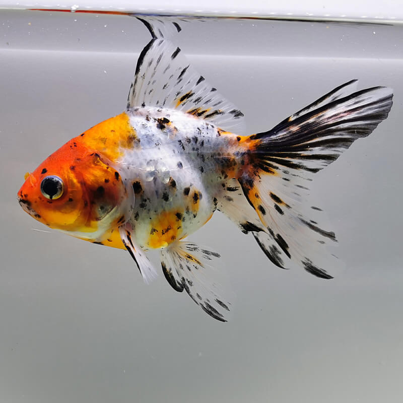 Fantail Calico Queue de voile Wysiwyg02 Aquaplante